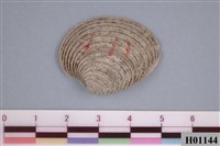 藏品(肚蛤)的圖片